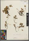 Foto von Salix herbacea L.